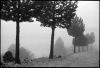 brouillard-2.jpg