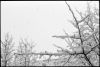 neige-branche-2.jpg