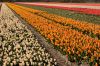 0410_Pays-Bas_148.jpg