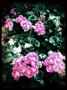 geraniums.jpg
