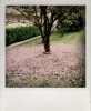Prunus.jpg