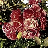 Roses.jpg