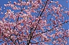 Cerisier.jpg