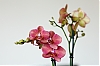 Orchidees.jpg