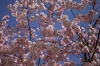 cerisiers.jpg