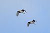 20260414_083943_SaintHilaire_14avril2026_JZ8_9642_860~0.jpg