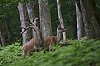 CerfElaphe_JZ8_2404_860px_1.jpg