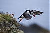 Shetland2014-JMJ_1594-800px.jpg