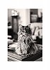 Achille_le_08_mai_2013_C.jpg