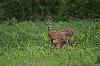 Chevreuil__JZ8_3485_860px_1.jpg